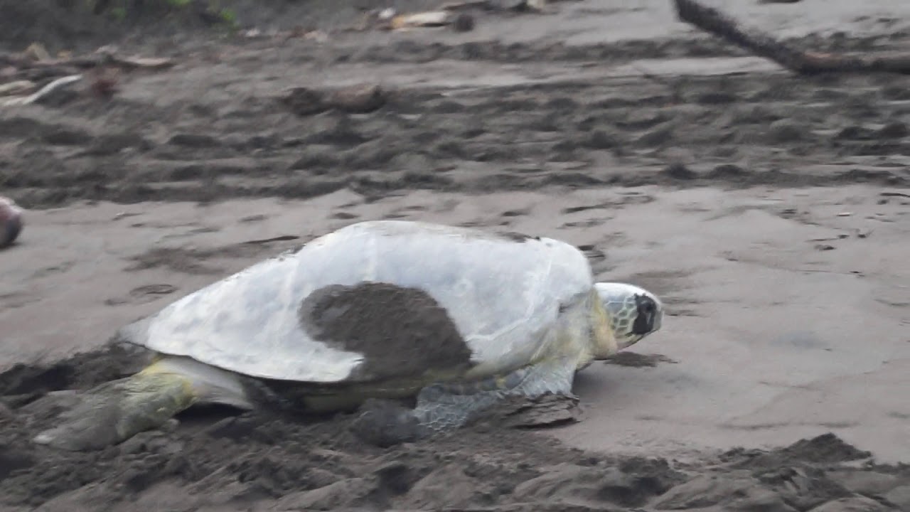 Green sea turtle returning to the ocean after laying her eggs on the ...