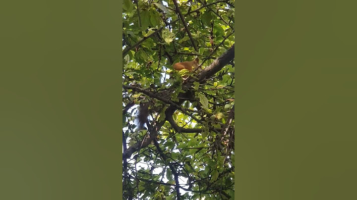 Кошка охотится на Белку