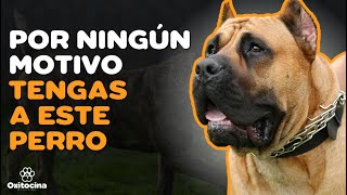 PRESA CANARIO: 7 RAZONES PARA NO TENERLO