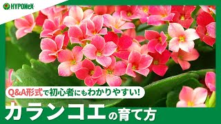 ☘78：カランコエの育て方｜花を咲かせるコツは？水やりなどの日々の管理、冬越しの方法などご紹介【PlantiaQ&A】植物の情報、育て方をQ&A形式でご紹介