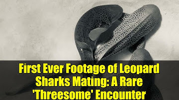 First Ever Footage of Leopard Sharks Mating: A Rare 