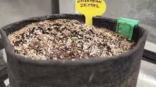 Weekly update Octopot grow #13 Photos Watermelon Zkittlez, Blueberry OG, Moby Dick, Maui Waui.