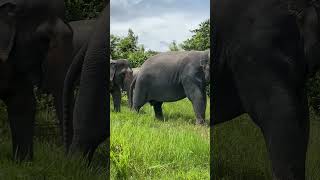 Majestic Moments: Walk Side by Side with Gentle Giants in the Wild