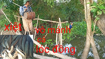 cặp đôi xiệt cá lóc đồng mùa lúa chín quá hây