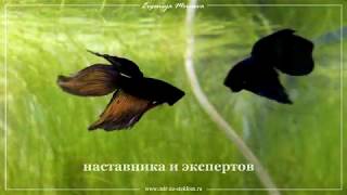 Онлайн-школа аквадизайна Онлайн-школа аквадизайна