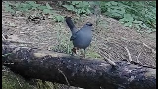 Gray Catbird Meowing and Bathing!