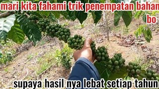 Download Lagu cara tepat melakukan penempatan bahan bo kopi di b1 supaya tidak menganggu buah yang sekarang ada MP3