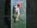 What Bass is Better... #bassfishing #smallmouthbassfishing #largemouthbass
