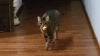 My Cat Plays Fetch Like A Dog!