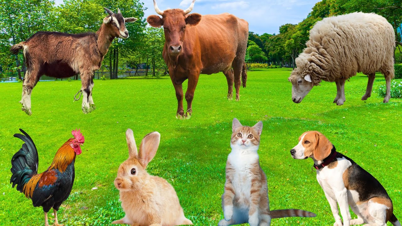 Dog Cat Rabbit Cow Interesting Characteristics of Pets - Dogs, Goats, Chickens, Cats ...