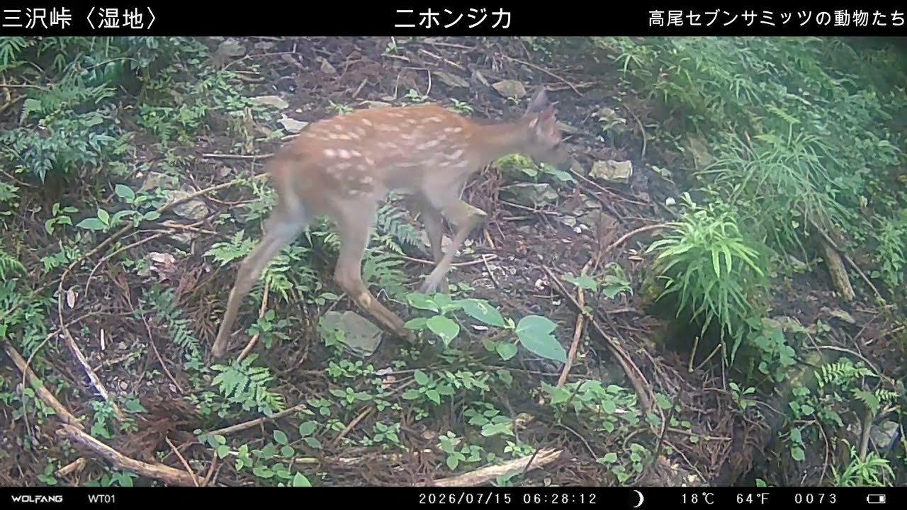 2026年7月15日～7月16日】 ニホンジカ・二ホンアナグマ - YouTube