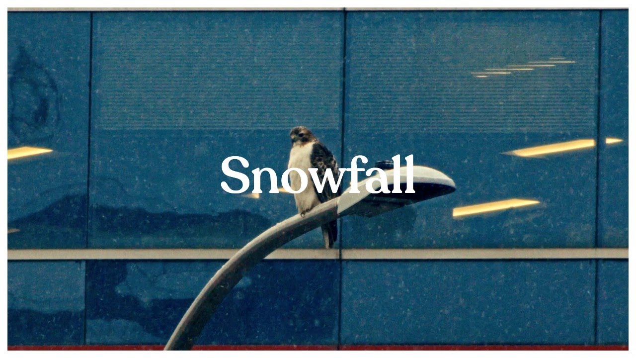 Snowfall | Vintage 500 mm Lens Test