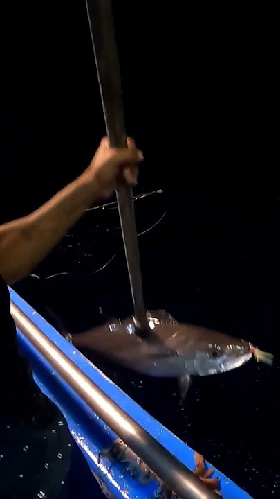 MANCING MALAM HARI - STRIKE DOGTOOTH TUNA #shorts #mancing #fishing #strike #mancingmania #tuna