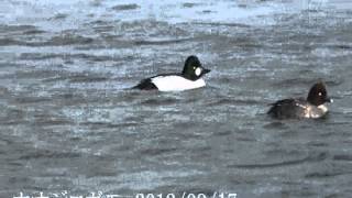20120217 ホオジロガモ　2