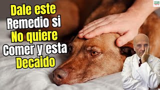 🐶😔 MY DOG DOESN'T WANT TO EAT AND IS DOWNWELL. WHAT HOME REMEDIES CAN HELP HIM?🐶😔