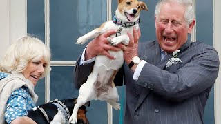 You Can Go To Jail If You Let Your Dog Mate With A Royal Pet.. Weird Pet Laws From Around The World