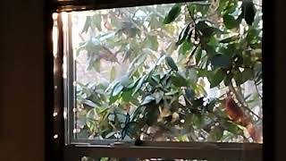 Red Cardinal knocking on the window