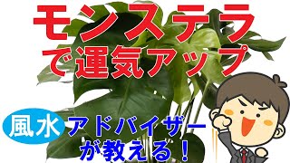 簡単風水！観葉植物「モンステラ」で運気アップする方法を風水アドバイザーがご提案。