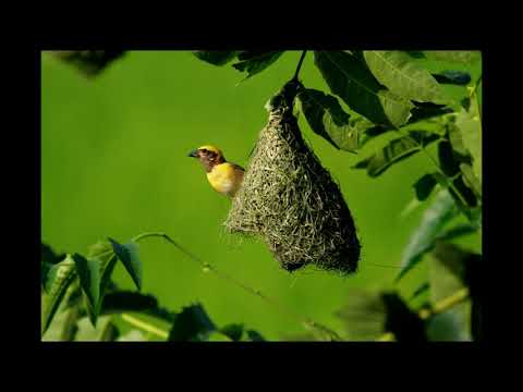 Есть такая легенда о птице что поет лишь один раз за всю свою жизнь