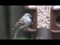 DCR-SR45 handycam filming Chipping Sparrow on feeder