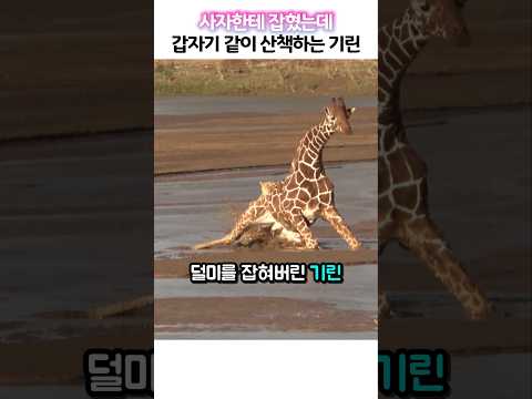 사자한테 잡혔는데 갑자기 같이 산책하는 기린 thumbnail