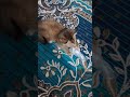 ❤️🩹 #cat #catshorts #kitten #cute #animals #pets #cutecat #funny #love #kawaiicat #meowmoe #gato