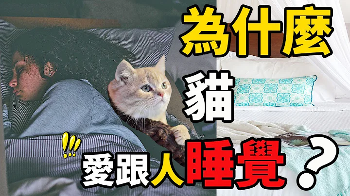 猫为什么爱跟人睡觉？你家猫咪会跟你睡吗？ - 天天要闻