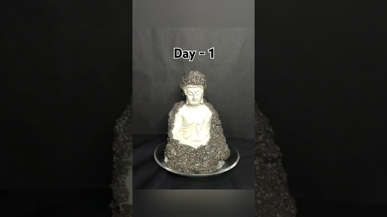 🙏Growing chia seeds with buddha statue 