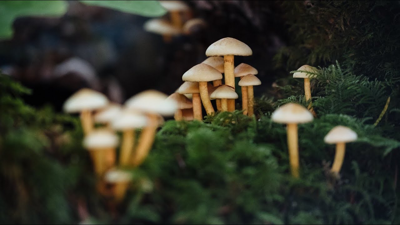 Mushrooms 4K | Beautiful Nature Scenery  | Breathtaking Fungi 🍄