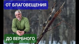 Благовещение - Неделя вай.