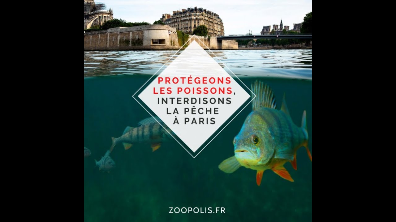 Vers une interdiction de la pêche au vif en France ? / L'amour Blanc nuisible ? 