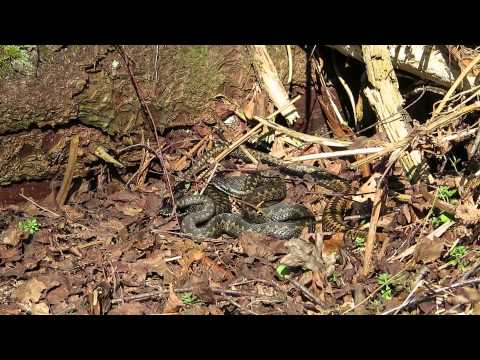 Adders