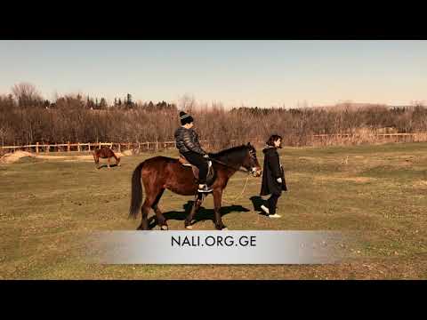 NALI.ORG.GE | იპოთერაპია | ვარჯიშის პროცესი