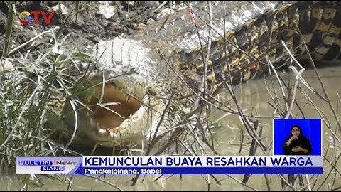 Kemunculan Buaya di Pangkalpinang Menghebohkan Warga Setempat - BIS 17/07