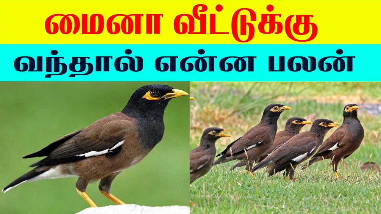 மைனா  வீட்டுக்கு வந்தால் என்ன பலன்| Lucky Pets for Home | Indian Astrology predictions