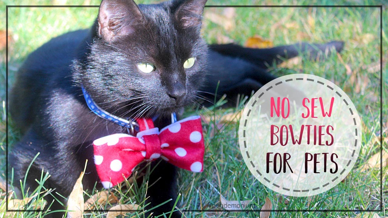 How To Make NoSew Bow Ties For Pets YouTube