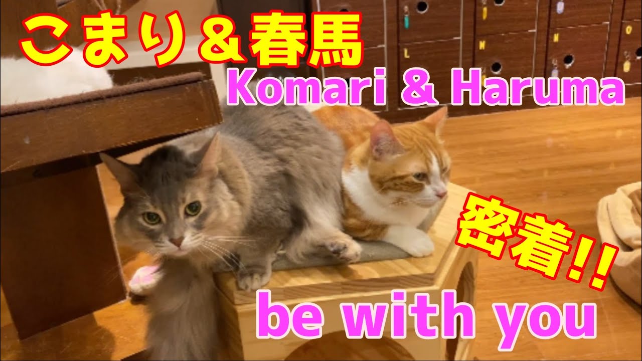 Cat Video They Want To Be With 一緒にいたいにゃん こまり 春馬 猫動画 Youtube