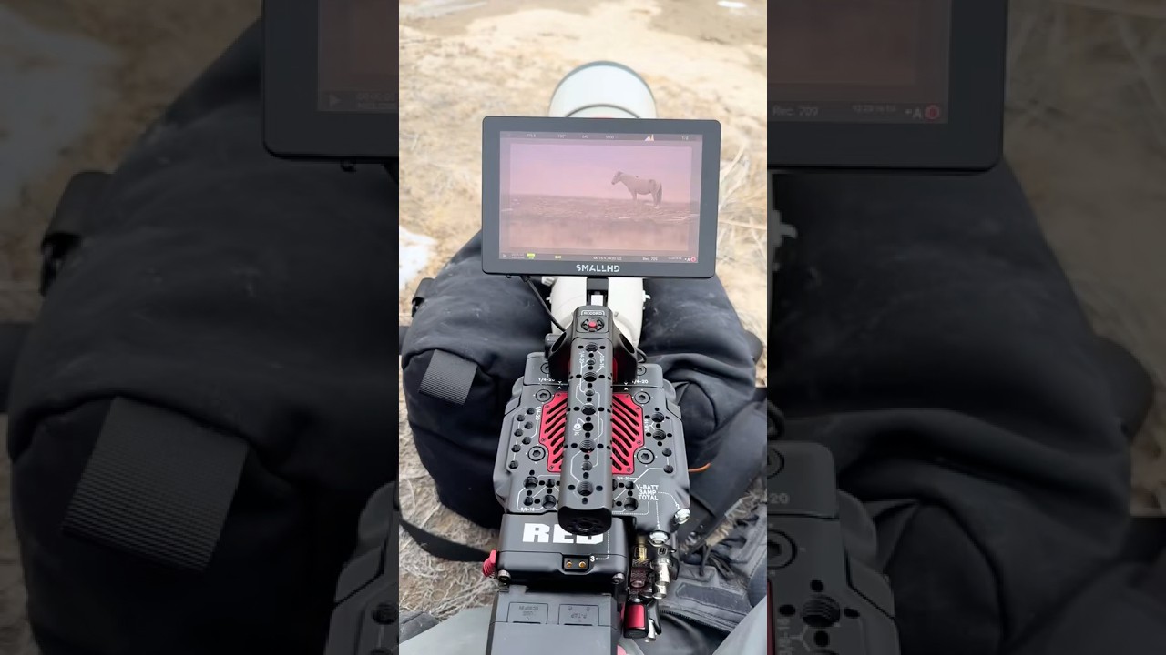 Onaqui Wild Horses - Red V-Raptor [X] & Canon 800mm