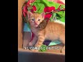 子猫と小鳥の異種間友情：離れても戻ってくる、この絆は一生モノだった#犬 #動物 #動物世界 #面白い #funny
