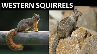 WESTERN SQUIRRELS-California Ground, Fox, Western Gray, Eastern Gray, Mojave Ground, Antelope Ground