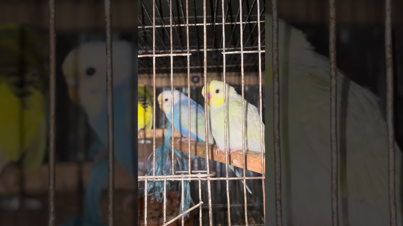 বাজরিগার পাখির বাচ্চা 🌹