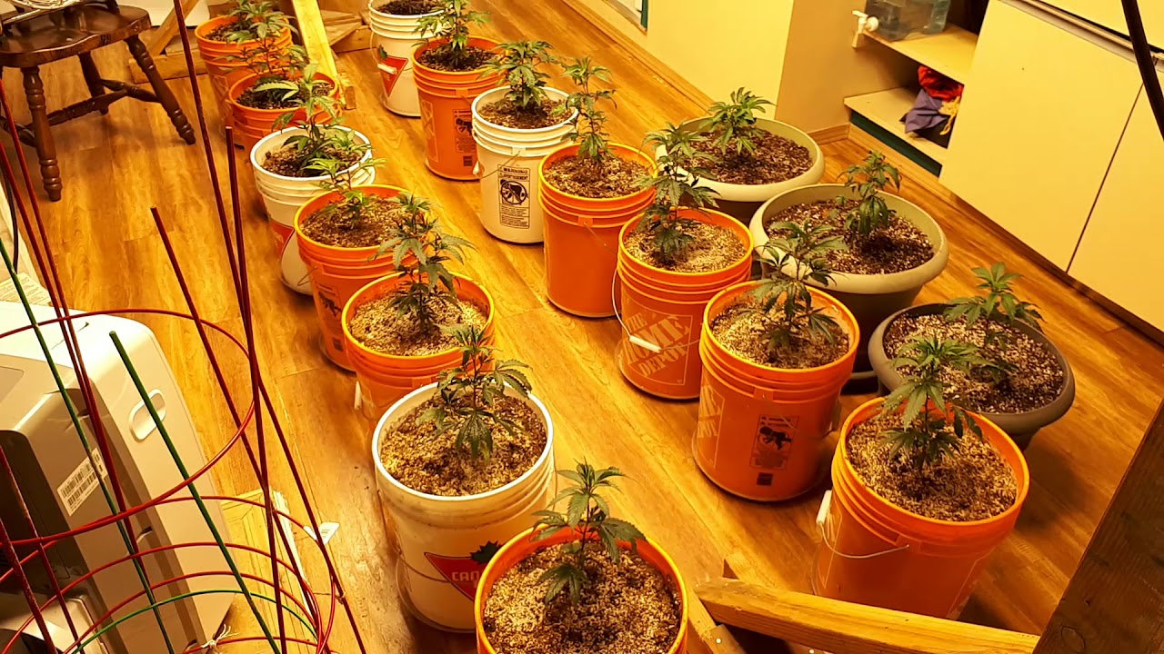 Mars ts 1000 update week 1 of veg