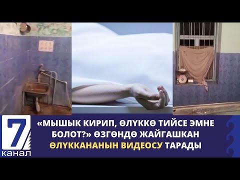 Video: Альпы карагат деген эмне: Альп карагатын кантип өстүрүүнү үйрөнүңүз