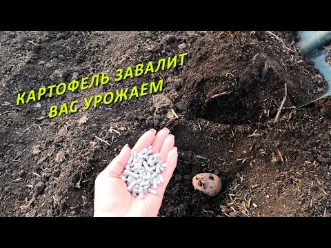 видео: УРОЖАЯ КАРТОФЕЛЯ В 2 РАЗА БОЛЬШЕ, ЕСЛИ ПОСАДИТЬ ЭТИМ СПОСОБОМ!