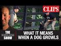 Navy SEAL Dog Trainer Mike Ritland Explains What a Dog's Growl Means