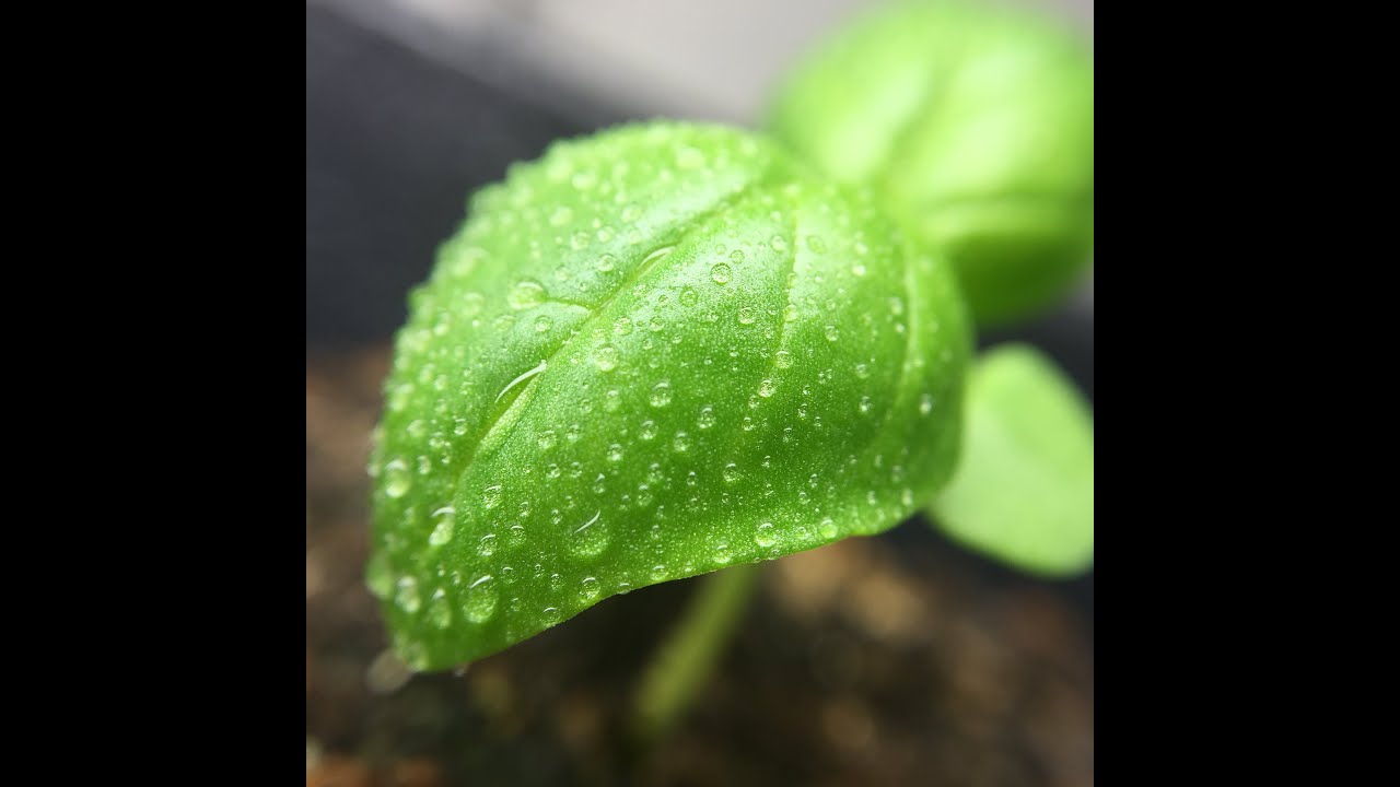 Basil Time Lapse Photography(1080HD Capable) YouTube