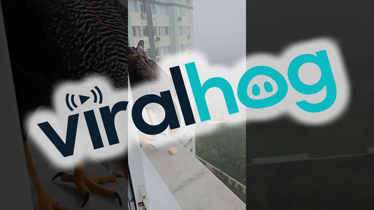 Feeding A Friendly Falcon || ViralHog