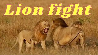 🎬LION FIGHT😮 ~ ft. Lolparpit & Olbarnoti