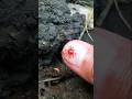 sharing red syrup with a colony of tiny black ant #insects #timelapse #short
