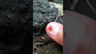 sharing red syrup with a colony of tiny black ant #insects #timelapse #short